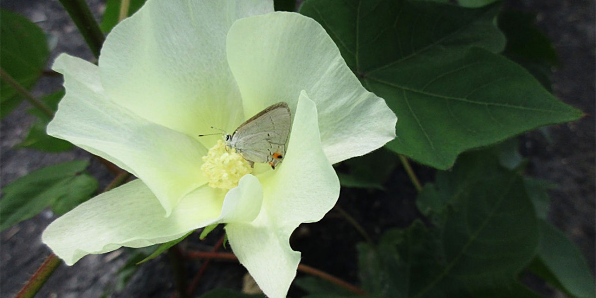 Butterflies provide ‘extraordinary’ help pollinating cotton fields